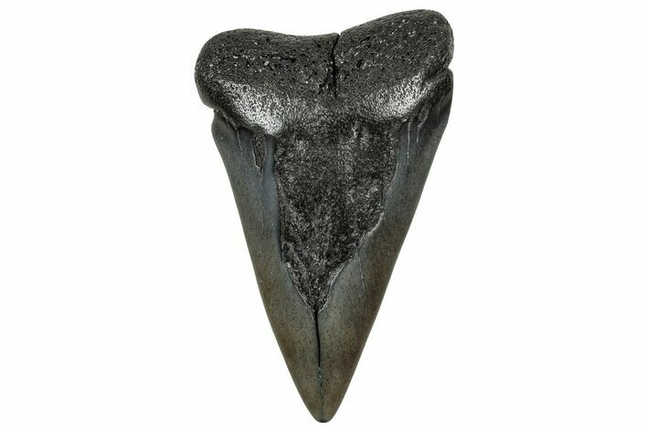 Huge, Fossil Broad-Toothed Mako Tooth - South Carolina #329109
